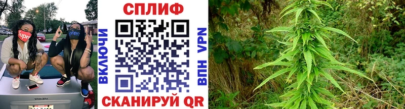 Купить закладки  Карабаново  Бошки марихуана OG Kush 